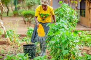 Priscilla Mgendi waters crops on her farm in Kiabakari village, Tanzania. For regions like this, which face frequent dry seasons, agroforestry offers a vital climate solution for ensuring food security. Photo by David Maeri